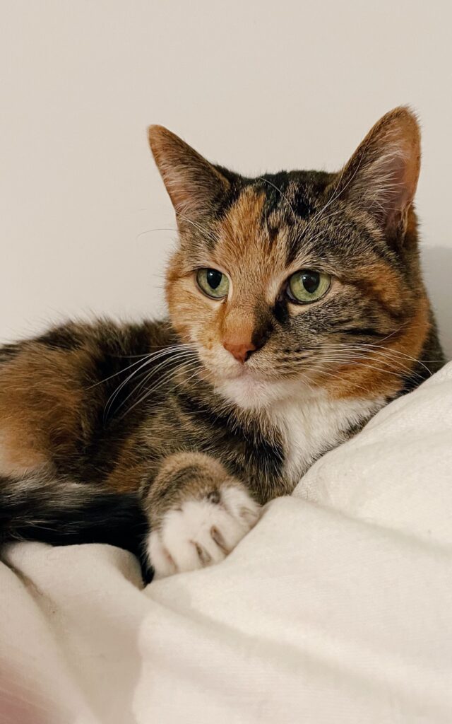 Shannon's senior tortoiseshell cat, Popcorn, sitting on a white pillow and looking off to the left